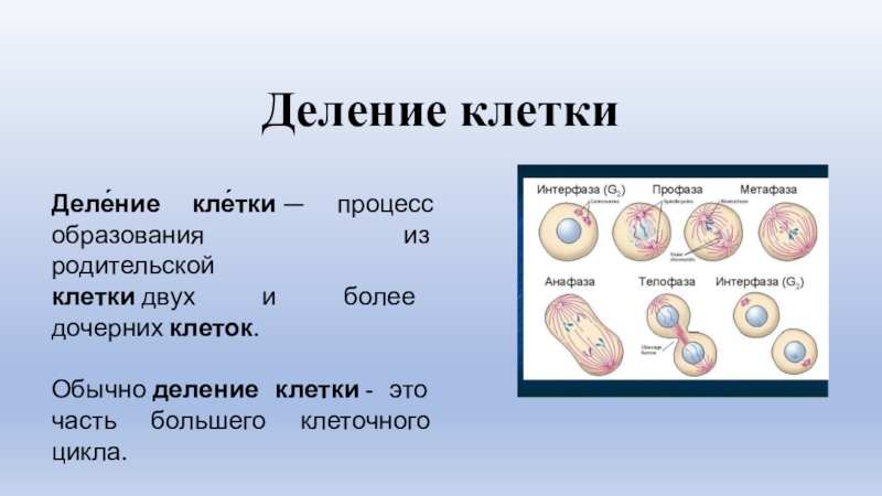 Процесс деления в физике