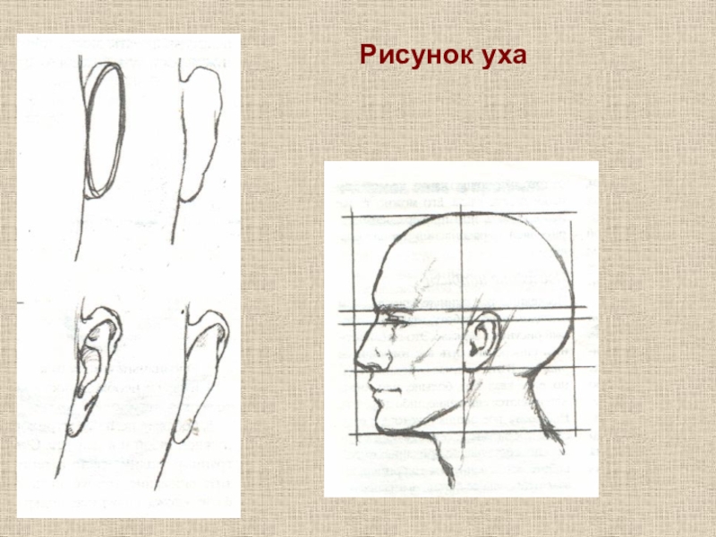 Как нарисовать уши человека на портрете