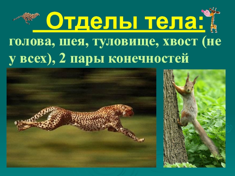 Голова туловище хвост. Головы тело хвосты. Голова шея главное хвост. Отделы организма. Формула головы тело хвосты.