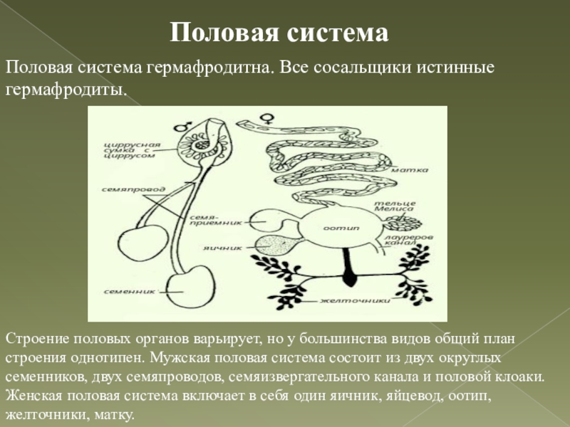 Строение половых органов. Гермафродитная половая система. Схема гермафродитной половой системы трематод. Половая система простейших. Строение половой мужской и женской системы у сосальщиков.