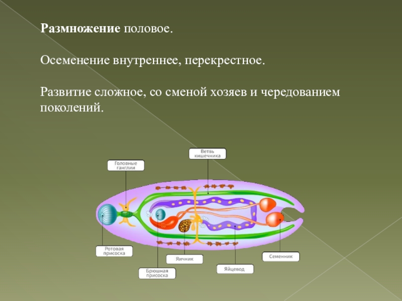 Развитие сложного. Внутреннее и перекрестное осеменение. Перекрестное размножение это простое или сложное.