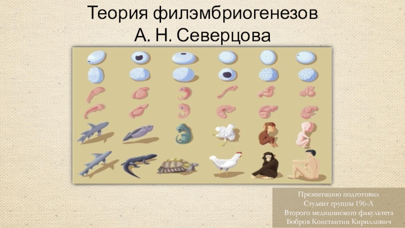 Теория филэмбриогенезов
А. Н. Северцова
Презентацию подготовил
Студент группы