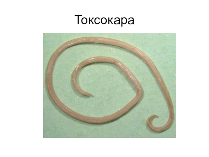 Круглый червь 8. Тип круглые черви аскарида человеческая. Круглый червь человеческая аскарида. Тип круглые черви человеческая аскарида 7 класс.