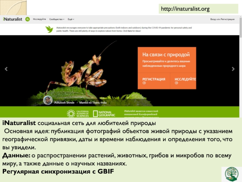 Inaturalist org на русском