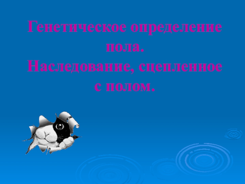 Презентация Генетическое определение пола. Наследование, сцепленное с полом