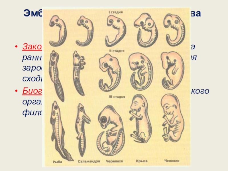 Сравните основные стадии зародышевого развития позвоночных используя рисунок 221