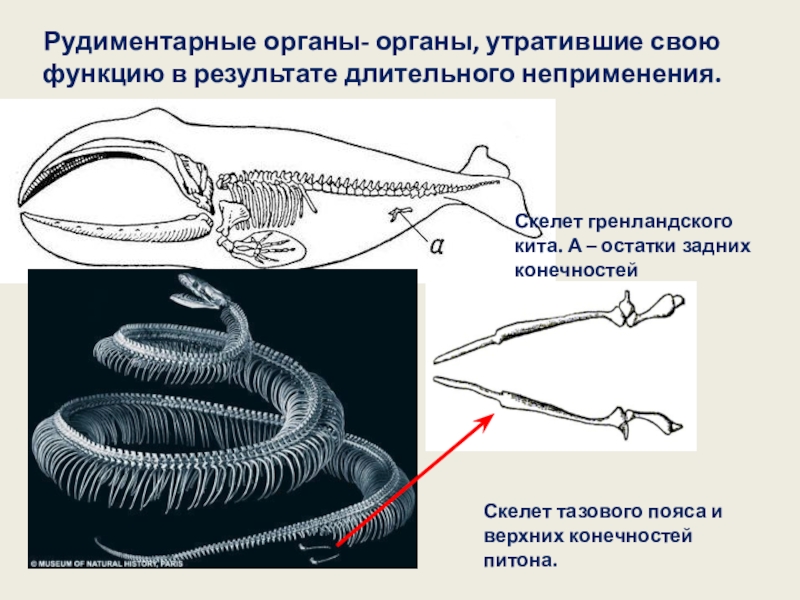 Составьте план рубрики происхождение и эволюция беспозвоночных животных