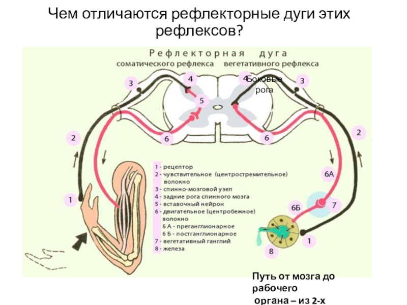 Схема дуги рефлекса