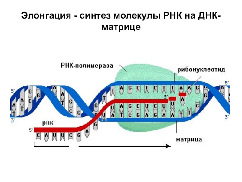 Трнк синтезируется на матрице днк. Элонгация ДНК. Синтез ДНК И РНК. Элонгация синтеза ДНК. Синтез молекулы ДНК.