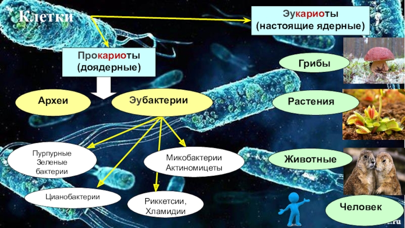 Прокариоты ядерные. Доядерные прокариоты и ядерные эукариоты. Бактерии археи и эукариоты. Прокариоты бактерии и археи. Строение Архей и бактерий.