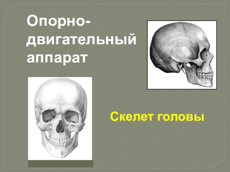 Скелет головы
Опорно-двигательный аппарат