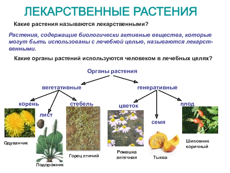 Сырье каких лекарственных растений используется