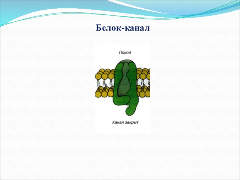 Белки каналы. Белки каналы физиология. Белковый канал это. Канальные белки.