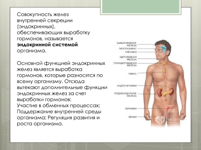 Презентация на тему железы внутренней секреции и их функции 8 класс