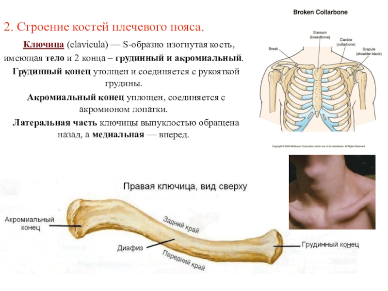 Под каким номером на рисунке обозначена ключица