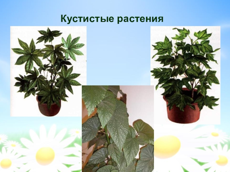 КОМНАТНЫЕ РАСТЕНИЯ В ИНТЕРЬЕРЕ КВАРТИРЫ презентация, доклад