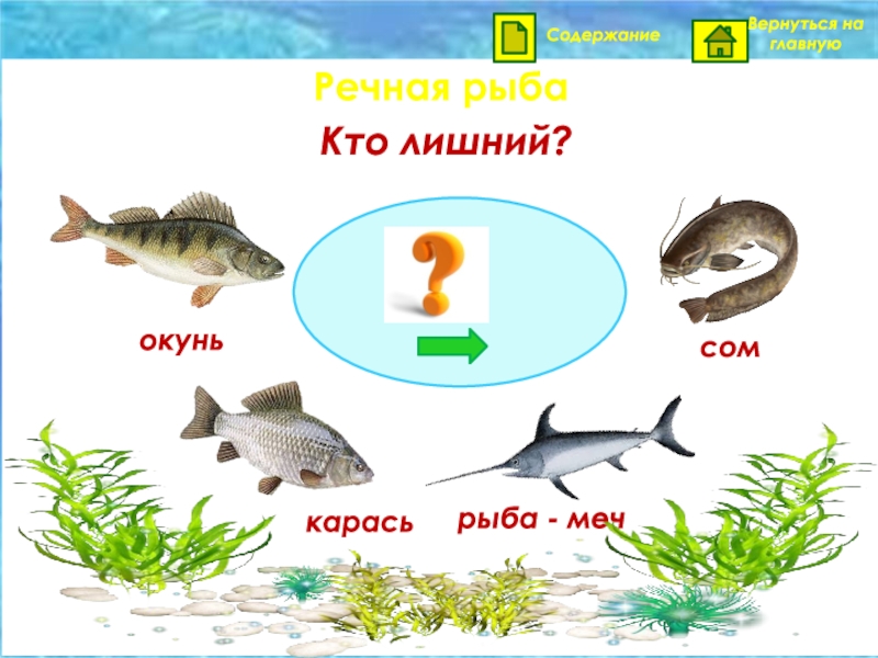 Картинка речные рыбы для детей. Речные рыбы для детей. Речные рыбы названия для детей. Пресноводные рыбы картинки для детей. Задание Пресноводные рыбы.