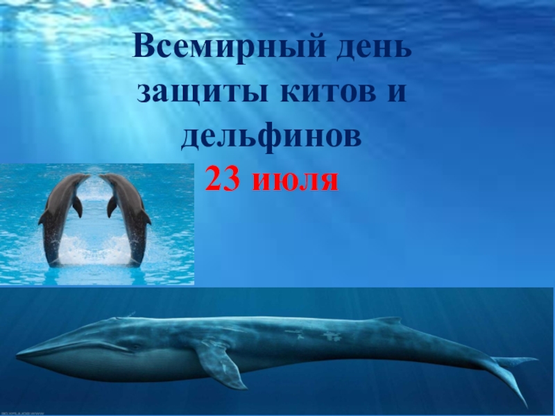 Презентация Всемирный день защиты китов и дельфинов
23 июля