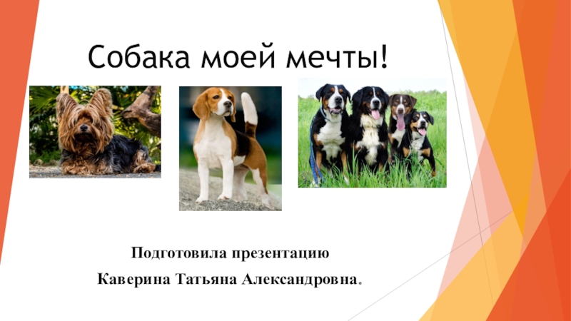 Собака моей мечты!