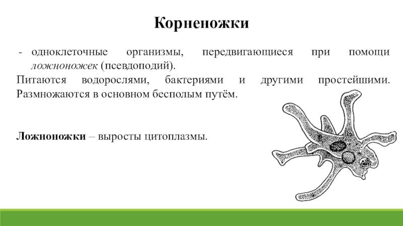 Каких животных объединяют в группу корненожки составьте план ответа