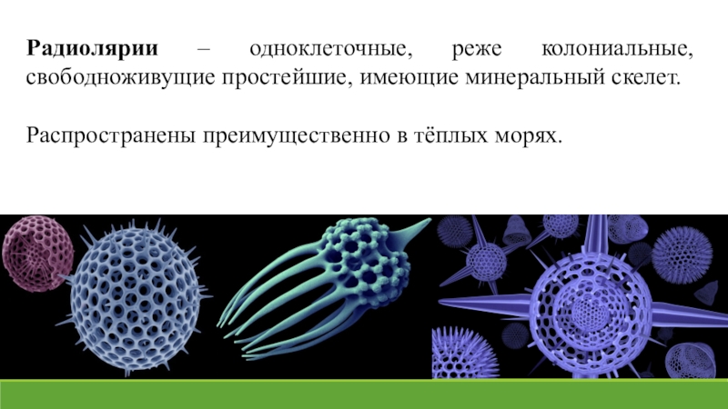 Свободноживущие. Колониальные радиолярии. Свободноживущие одноклеточные организмы. Простейшие имеющие минеральный скелет. Клетки свободноживущие.