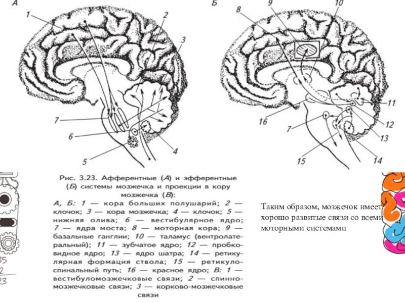 Ядра мозжечка схема