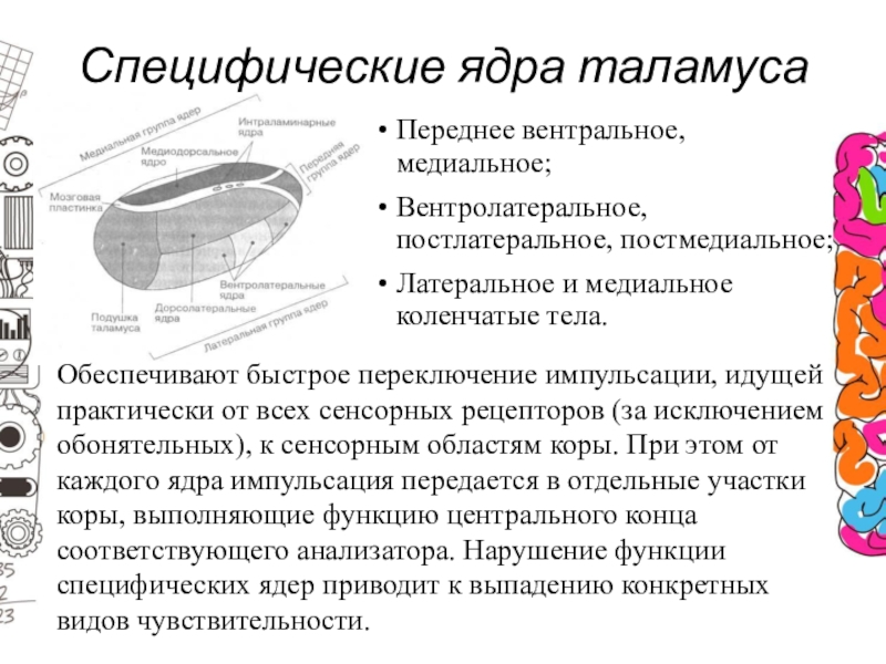 Специфическая структура. Специфические ядра таламуса. Латеральные ядра таламуса. Медиальное коленчатое тело таламуса функции. Вентролатеральное ядро таламуса.