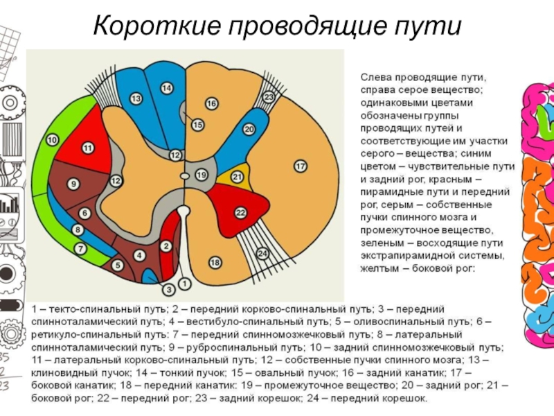 Проводящие пути презентация