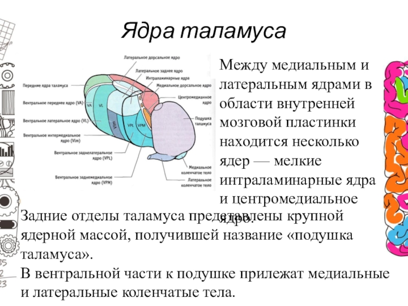 Схема ядер таламуса