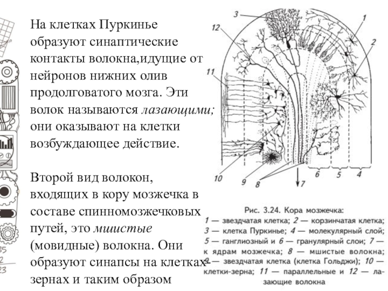 Клетки пуркинье рисунок