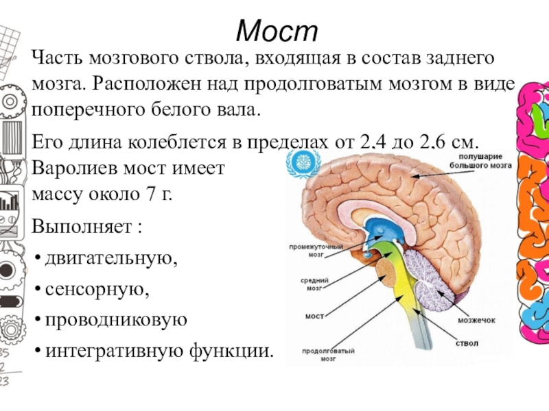 Задний мозг выполняемые функции. Продолговатый и задний мозг. Продолговатый мозг задний мозг. . Части мозгового ствола, входящая в состав заднего мозга. Задний мозг и ствол мозга.