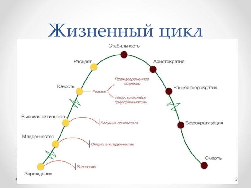 Реферат: Управление жизненным циклом организации