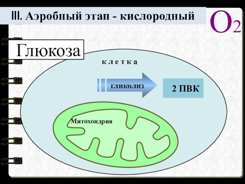 Аэробный кислород. Схема процессов в митохондриях. Гликолиз в митохондрии. Аэробный обмен веществ. Гликолиз кислородный этап митохондрия.