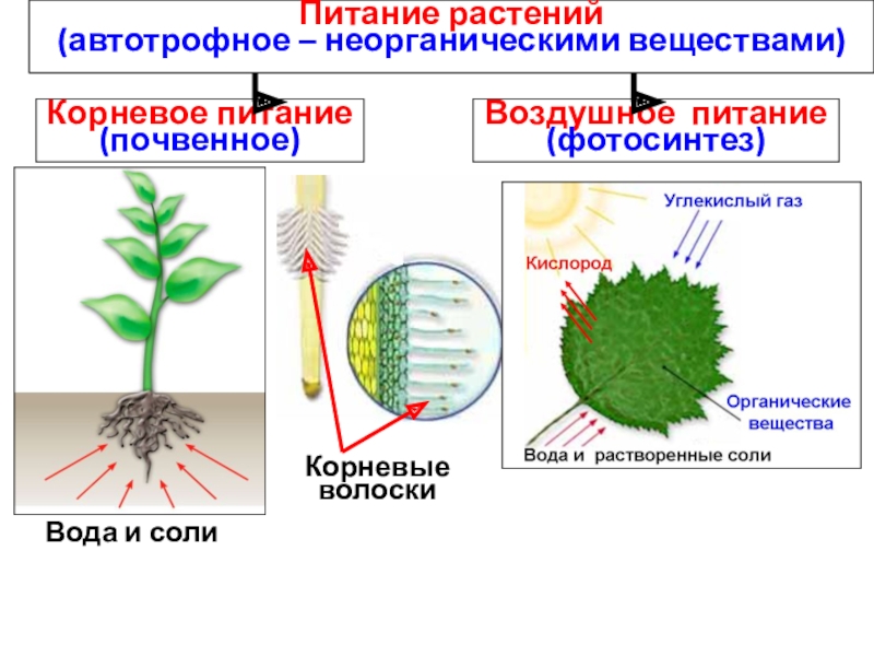 Питание растений картинка