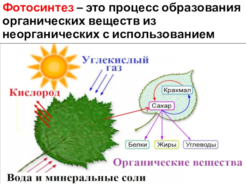 В процессе фотосинтеза образуются органические вещества