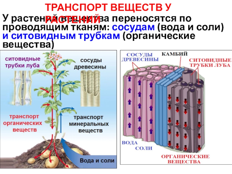 Минеральные и органические вещества растений