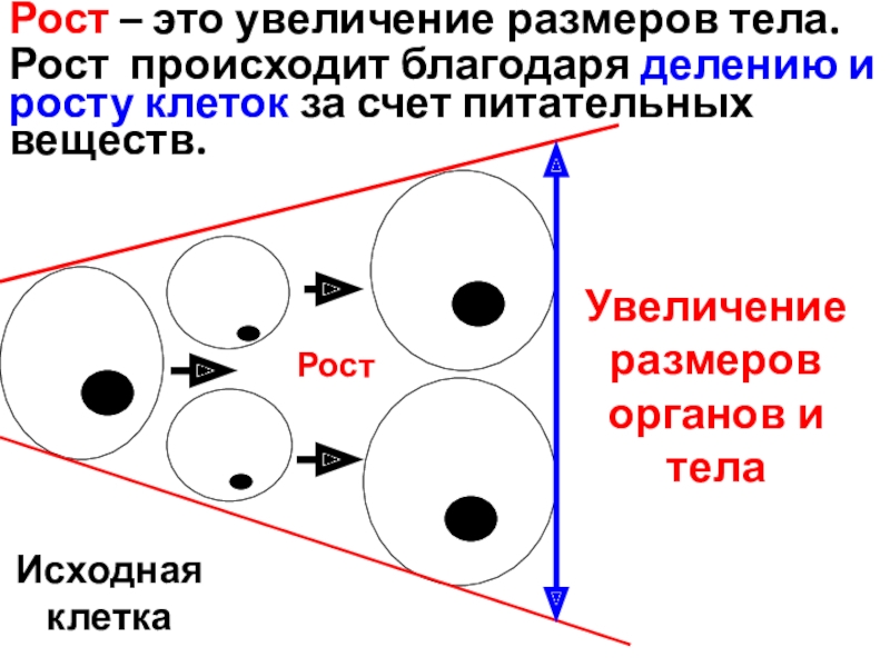 Рост – это увеличение размеров тела.Рост происходит благодаря делению и росту клеток за счет питательных веществ.Исходная клеткаРост