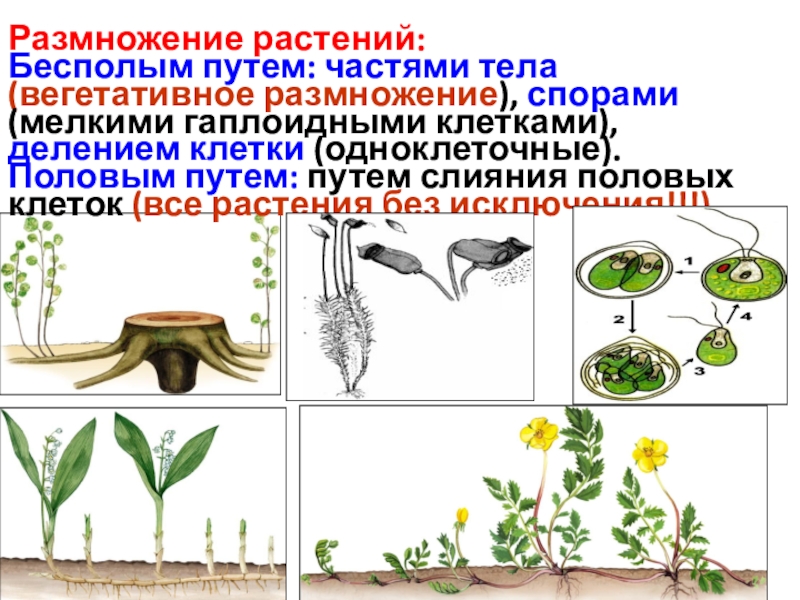 Размножение спорами характерно для растений