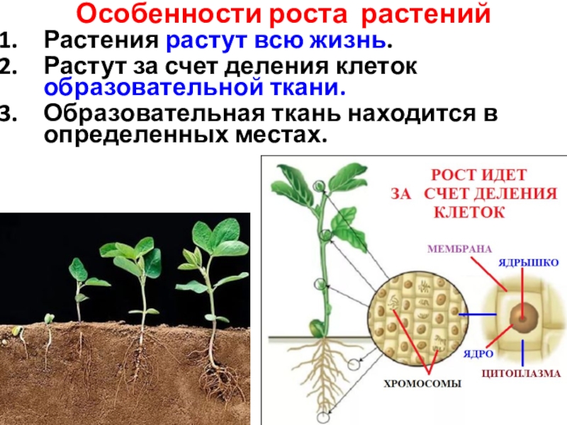 Характерный рост корня. Жизнедеятельность растений. Процессы жизнедеятельности растений картинки.