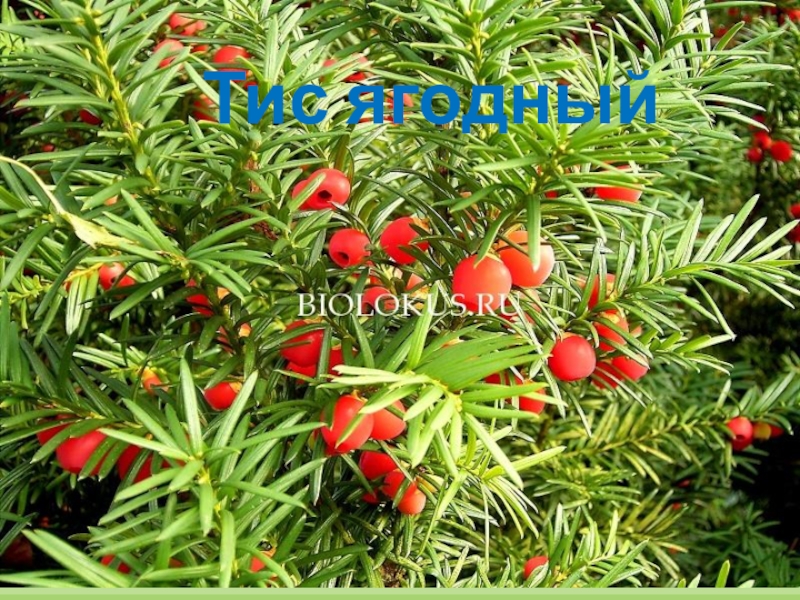 ЯЛТИНСКИЙ ГОРНО-ЛЕСНОЙ ПРИРОДНЫЙ ЗАПОВЕДНИК Тис ягодный Тис ягодный