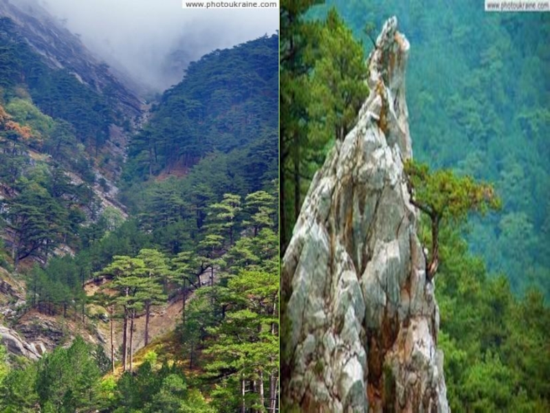 ЯЛТИНСКИЙ ГОРНО-ЛЕСНОЙ ПРИРОДНЫЙ ЗАПОВЕДНИК