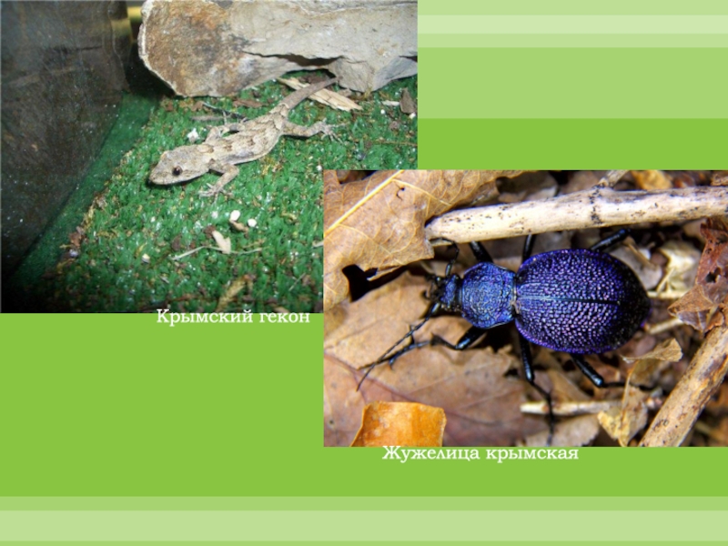 ЯЛТИНСКИЙ ГОРНО-ЛЕСНОЙ ПРИРОДНЫЙ ЗАПОВЕДНИК Крымский геконЖужелица крымская Крымский геконЖужелица крымская