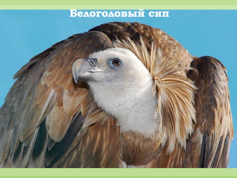 ЯЛТИНСКИЙ ГОРНО-ЛЕСНОЙ ПРИРОДНЫЙ ЗАПОВЕДНИК Белоголовый сип Белоголовый сип