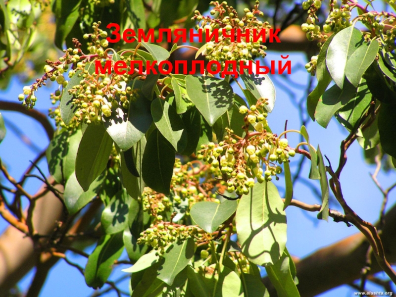 ЯЛТИНСКИЙ ГОРНО-ЛЕСНОЙ ПРИРОДНЫЙ ЗАПОВЕДНИК Земляничник мелкоплодный Земляничник мелкоплодный