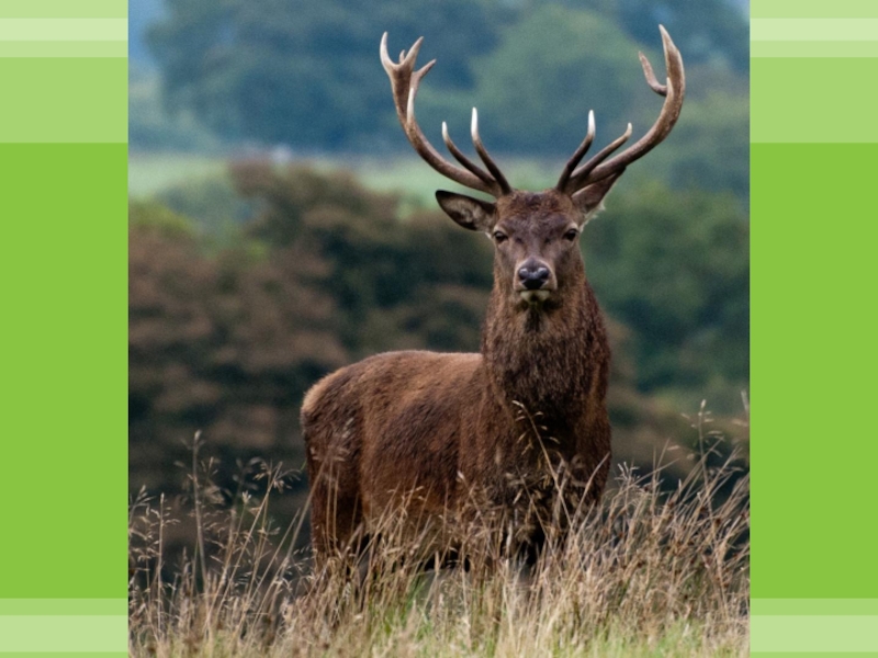 ЯЛТИНСКИЙ ГОРНО-ЛЕСНОЙ ПРИРОДНЫЙ ЗАПОВЕДНИК