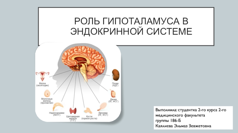 РОЛЬ ГИПОТАЛАМУСА В ЭНДОКРИННОЙ СИСТЕМЕ