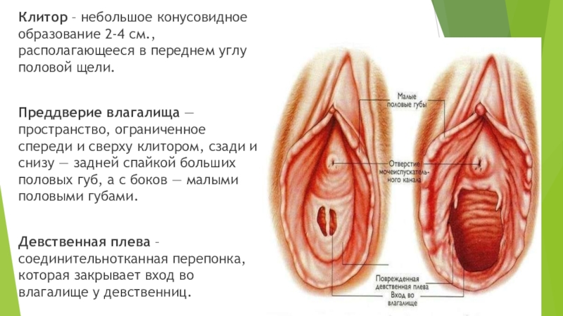 Женских половых органов (86 фото)