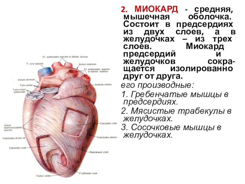 Миокард правого предсердия. Слои миокарда желудочков. Мышцы сердца миокард перикард. Строение миокарда предсердий и желудочков. Схема слоев миокарда предсердий и желудочков сердца.