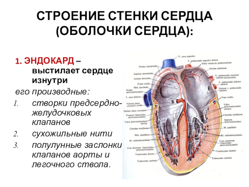 Стенка клапан. Строение стенки сердца анатомия. Строение наружной оболочки сердца. Строение оболочек сердца анатомия. Строение сердца оболочки перикард.