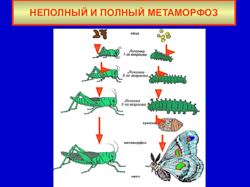 Метаморфоз 3. Неполный метаморфоз. Полное и неполное превращение. Полный метаморфоз. Полный метаморфоз и неполный метаморфоз.